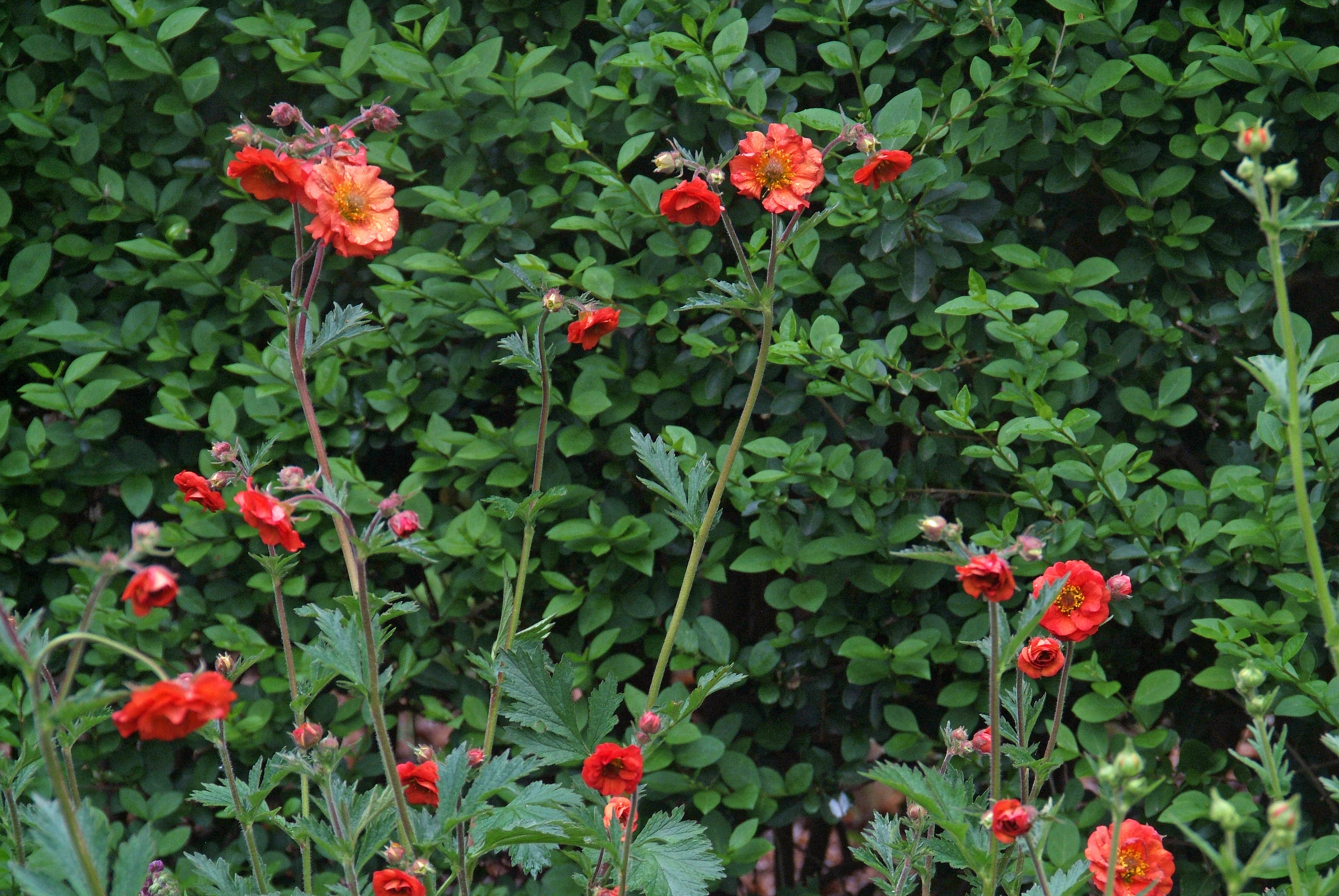 Geum chiloense 'Mrs. Bradshaw' bestellen